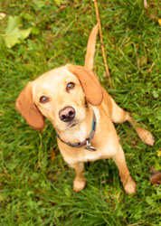 Hundebetreuung Friedrichshain 1